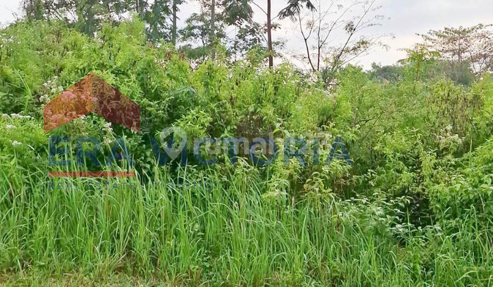 Lahan Potensial Usaha Kuliner Dekat Kampus UIN 3 & Burbank Coffee Shop