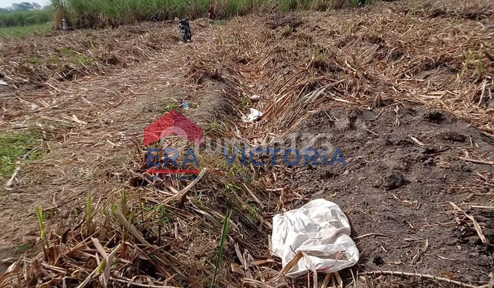 Tanah Sawah di Jalan Nasional Kediri - Tulungagung