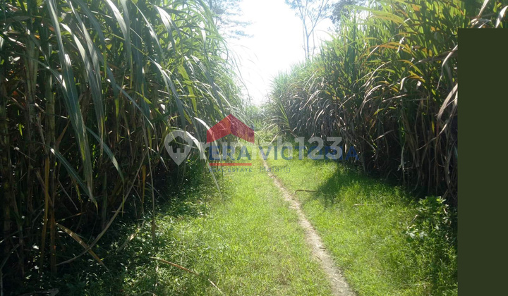 Tanah DIJUAL di Banjarejo, Ngadiluwih Kabupaten Kediri, Dekat Fasilitas Umum, SHM Siap, Cocok untuk Toko, Kontrakan, atau Ruko