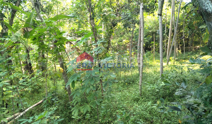 Tanah Perkebunan Datar di Mojo Kediri, Sudah Ditanami Alpukat & Mangga