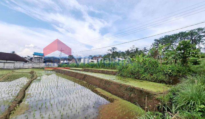 Tanah Sawah Luas Lokasi Daerah Ngantang Dekat Pabrik Sampoerna  1