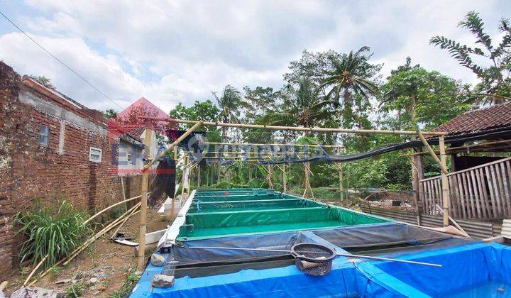 Dijual Tanah Daerah Gunung Kawi Bonus Pembibitan Lele  1