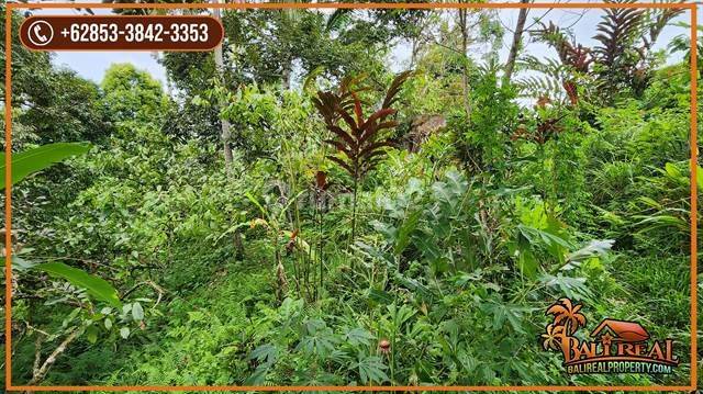 Exotic Yet Affordable Land Sale 26 Are In Penebel Tabanan 2