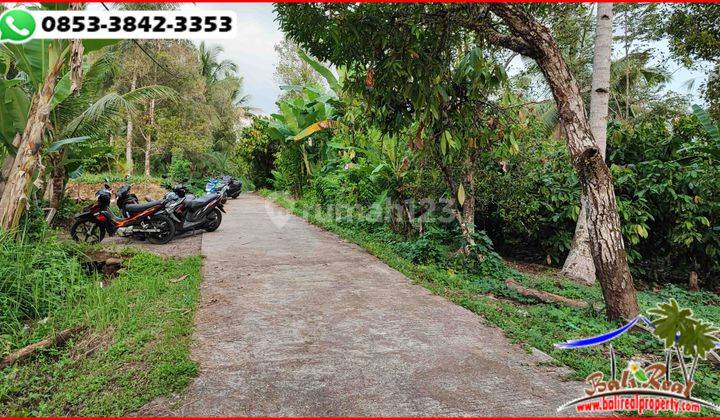 Dominant Flat 2 Hectares Land Near Medewi Beach 2