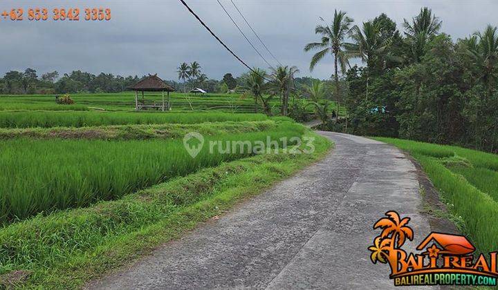 Tanah Sawah Akses Beton 3,875 m2 Bentuk L Memanjang di Penebel 2