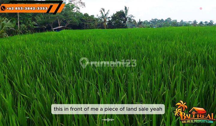 Affordable 4,550 sqm Land for Sale in Penebel Tabanan 2