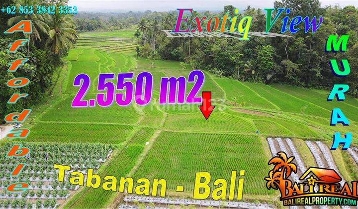 Tanah Sawah 2,550 m2 Datar dekat Wisata Air Panas Penatahan 1