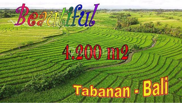 Beautiful Rice Field, Mountain And Ocean View In Selemadeg Timur 1