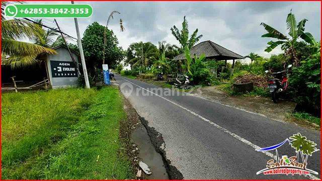 2,600 M2 Tanah Kebun Datar di Tabanan 5 Menit Dari Pantai 2