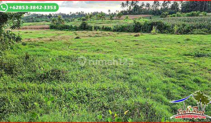 5,300 M2 With Rice Fields And Mountain View In Selemadeg Timur 2