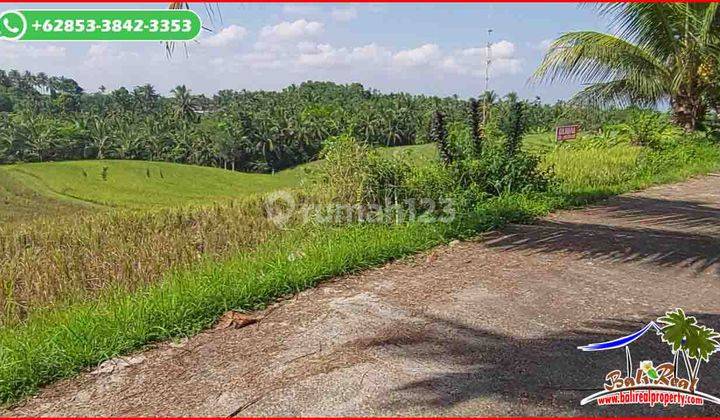 Tanah Sawah 62 Are Pinggir Jalan Desa Area Selemadeg Timur 2