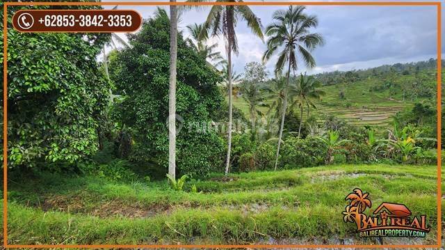 Exotic Yet Affordable Land Sale 26 Are In Penebel Tabanan 2