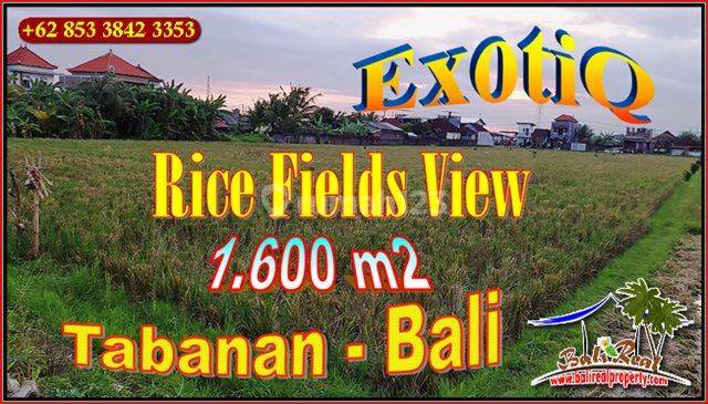 Land Sale Under Market Price 1,600 Sqm In Kerambitan Tabanan 1