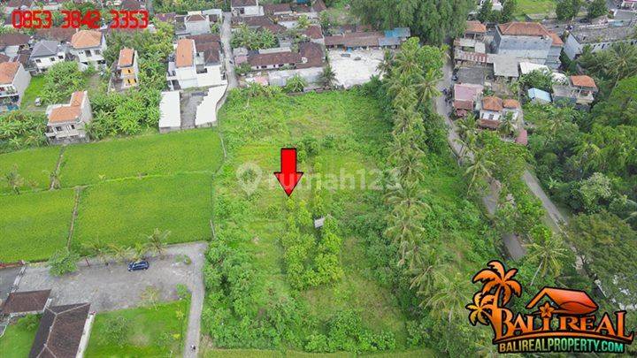 Exotic Yet Affordable Land Sale 43.0 Are In Sukawati Ubud 2