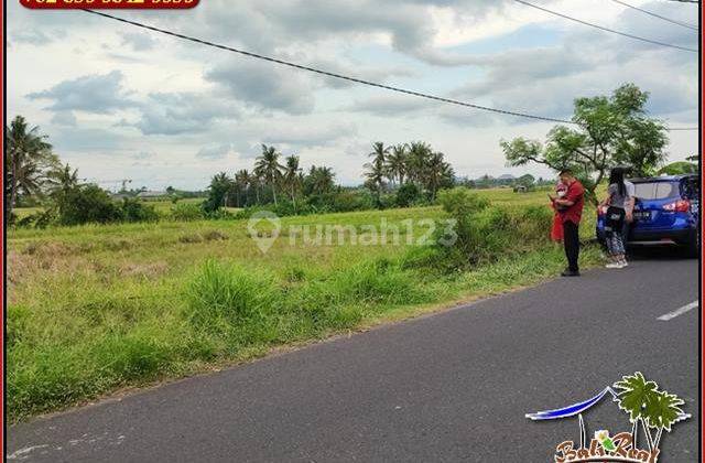 1,000 M2 Tanah Dekat Pantai Seseh Jalan Hotmix 6 Meter 2