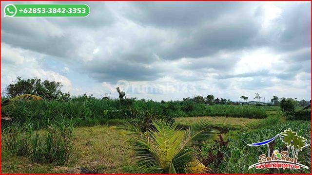 Lebar Sisi Pantai 20 Meter Dominan Datar View Sawah Dan Gunung 5