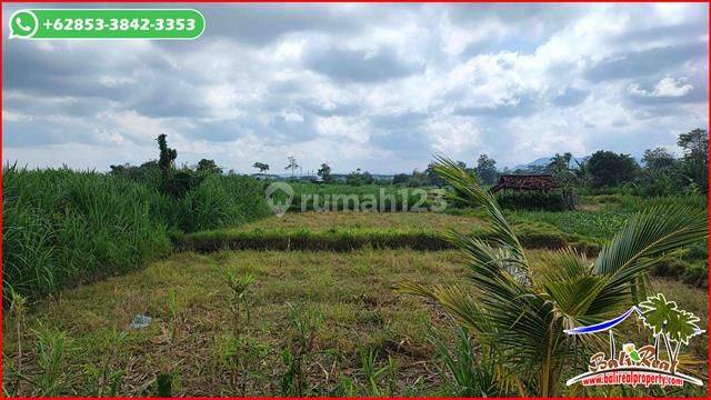 Pinggir Jalan 2,700 M2 Lahan Persawahan Dijual Murah 2