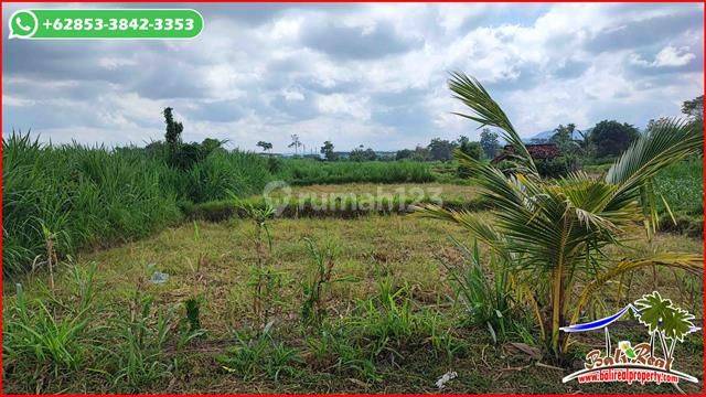 Dijual Sawah Dominan Datar 27 Are Area Pantai Watu Klotok 5