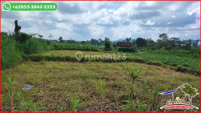 Dijual Sawah Dominan Datar 27 Are Area Pantai Watu Klotok 6