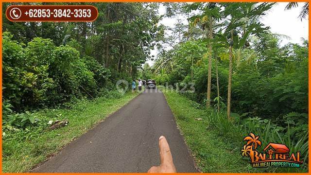 Dijual Nett Perkebunan Luasan Besar 823 Are di Melaya 2
