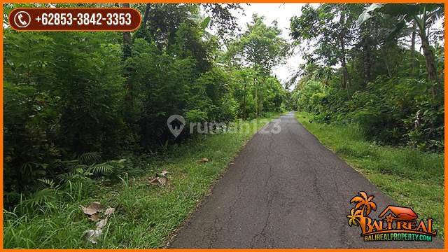Dijual Nett Perkebunan Luasan Besar 823 Are di Melaya 5
