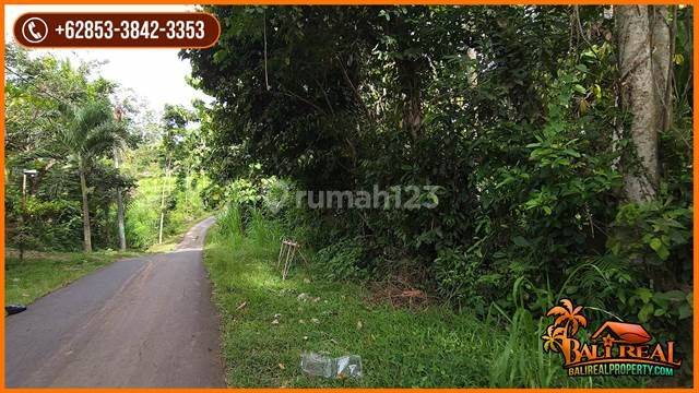 Murah Perkebunan 350 Are Siap Bangun di Jembrana 3