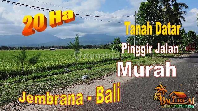Luasan Besar 2000 Are Lokasi Mendoyo Akses Jalan Hotmix 1