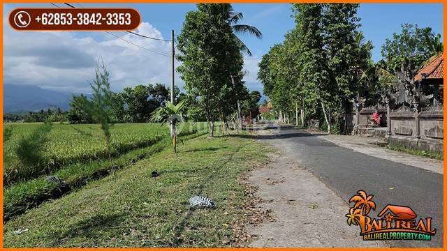 Luasan Besar 2000 Are Lokasi Mendoyo Akses Jalan Hotmix 2