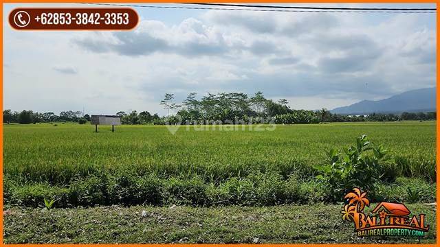 Luasan Besar 2000 Are Lokasi Mendoyo Akses Jalan Hotmix 3