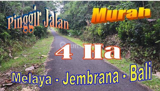 Luas Lahan 4 Hektar Pinggir Jalan Aspal Dekat Pantai 1