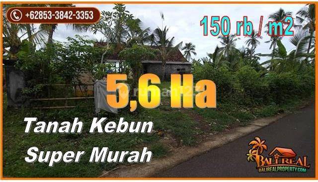 Akses Jalan Aspal Dgn Luas 56.400 M2 Area Yehembang 1