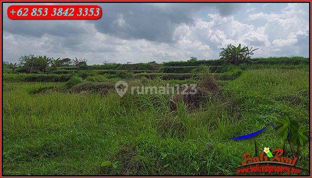 Tepi Pantai 3,300 M2 Persawahan Dominan Datar 4