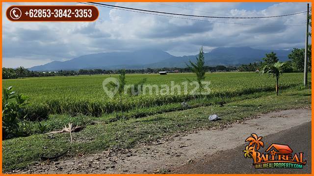 Magnificent Property 2000 Are For Sale In Jembrana 3