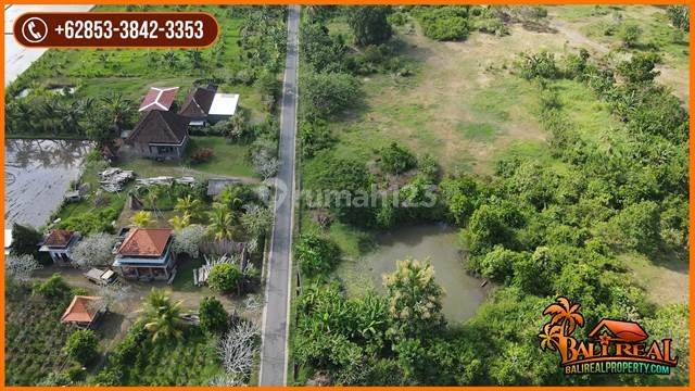 24.490 M2 Land In Jembrana Bali For Sale 2