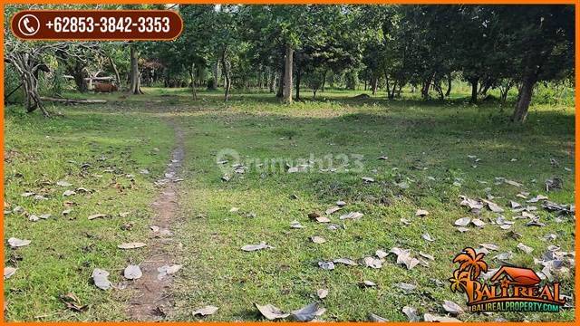 Tanah Kebun Pinggir Jalan 19,550 M2 Area Baluk Dekat Kota Negara 2