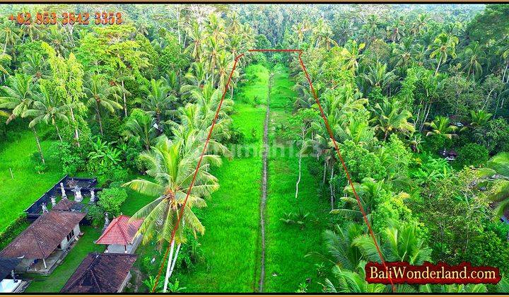 View Hutan Dan Tebing Sungai 9,300 M2 di Marga Tabanan 2