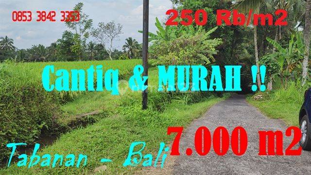 Dijual Murah 70 Are Pinggir Jalan Aspal Area Penebel Tabanan 1