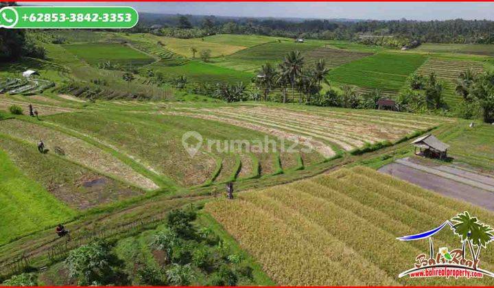 View Sawah, Gunung Dan Sungai Kecil 4,400 M2 di Selemadeg Timur 2