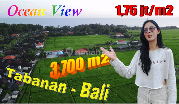 View Laut, Sawah Dan Gunung 3,700 M2 di Kerambitan Tabanan 1