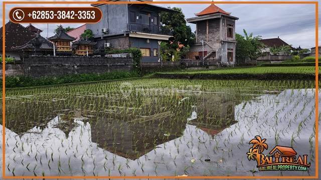 View of Rice Fields Villa Environment 2,680 M2 in Lod Tunduh Area 2