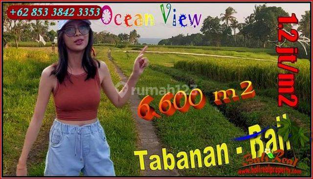 6,600 M2 Rice Fields Near the Beach in the East Selemadeg Area 1