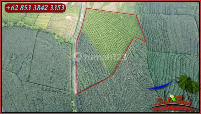 6,600 M2 Rice Fields Near the Beach in the East Selemadeg Area 2