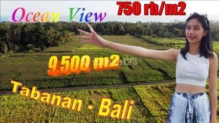 Tanah Sawah 95 Are Beautiful Views Near the Beach in East Selemadeg 1