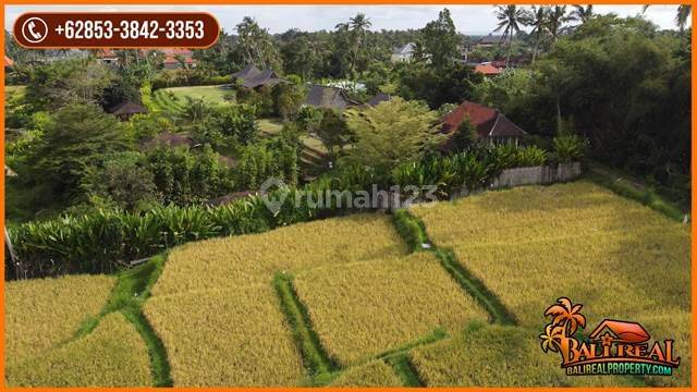 33,000 M2 Tanah Kebun Dominan Datar View Sungai Petanu 2