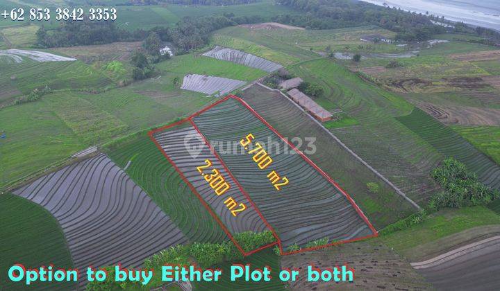 2,300 M2 Flat Rice Field Land 400 Meters From Kelecung Beach 2