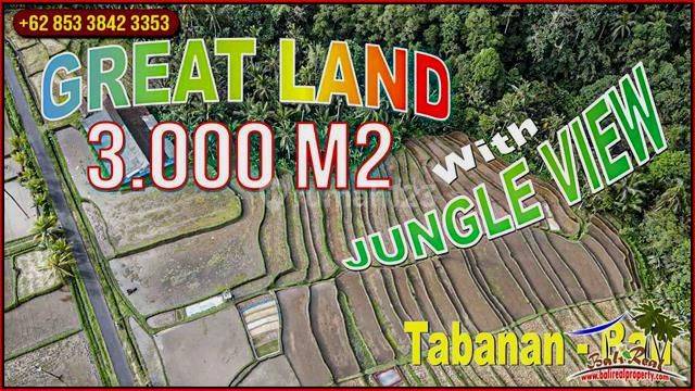 View Sawah Dan Gunung 3,000 M2 di Penebel Tabanan 1