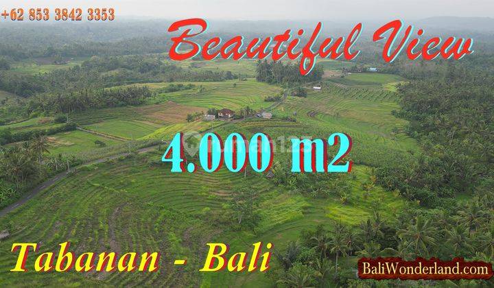 4,000 M2 Pinggir Jalan Aspal di Selemadeg View Sawah Dan Gunung 1