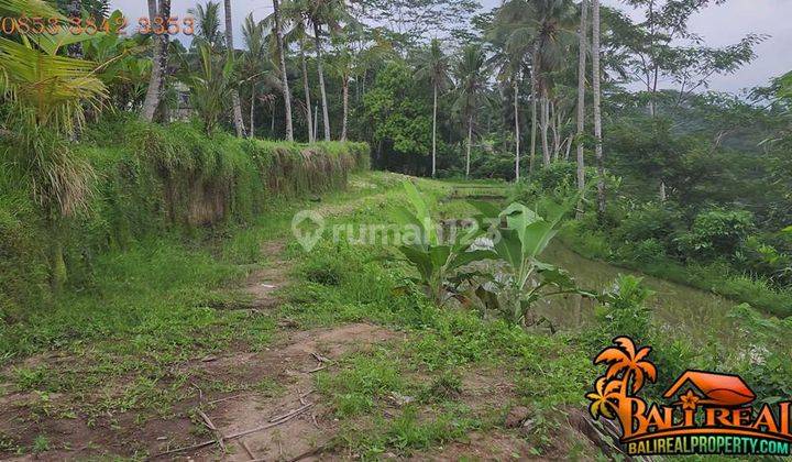 View Hutan Dan Tebing Tepi Sungai 2,000 M2 di Tegalalang Ubud 2