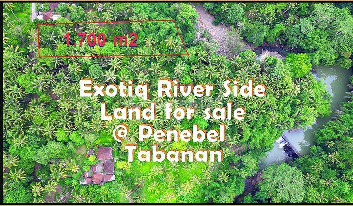 1,700 M2 Dry Riverfront Land for Sale Cheap in Penebel Area 1