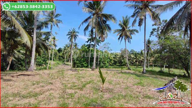 View of Rice Fields and Sea 12,500 M2 in Selemadeg Barat Tabanan  2